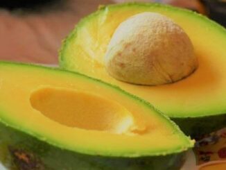 benefits of avocado seed